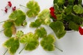 Top view of cutted yellow leaves of blooming geranium damaged because of hotness and drought