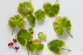 Top view of cutted yellow leaves of blooming geranium damaged because of hotness and drought