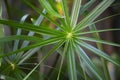 Top view Cyperus papyrus or umbrella sedges, green leaves with a strange and beautiful shape Royalty Free Stock Photo