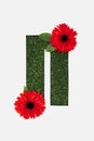 Top view of cyrillic letter with natural grass on background and red gerberas isolated on white.