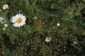 Daisies in the grass. Top view of little chamomile flowers. Natural floral background.