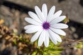 top view of daisy flower head with white petals and purple center. Royalty Free Stock Photo