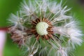 Top view on a dandelion in crosswise with blurred background Royalty Free Stock Photo