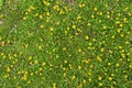 Top of view a dandelion field