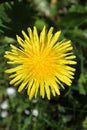 Top view of dandelion flower Royalty Free Stock Photo