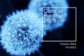 Top view Dandelion flying on green background minimalistic background. backdrop concept. Web banner, greeting card idea. Concept