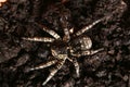 Top view of Dangerous wolf spider tarantula Lycosa singoriensis Royalty Free Stock Photo