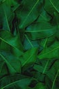 Top view of dark green leaves wallpaper background pattern in portrait shot. Royalty Free Stock Photo