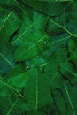 Top view of dark green leaves with water dew drops wallpaper background pattern in portrait shot. Royalty Free Stock Photo