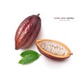 Dark red cocoa pods with half sliced Royalty Free Stock Photo