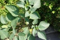 Top view of Datura innoxia with spiny fruit