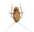 Top view of a dead cockroach isolated on white background. Royalty Free Stock Photo