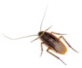 Top view of a dead cockroach isolated on white background. Royalty Free Stock Photo