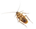 Top view of a dead cockroach isolated on white background. Royalty Free Stock Photo