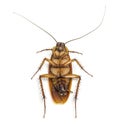 Top view of a dead cockroach isolated on white background. Royalty Free Stock Photo