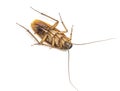 Top view of a dead cockroach isolated on white background. Royalty Free Stock Photo