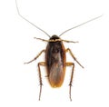 Top view of a dead cockroach isolated on white background. Royalty Free Stock Photo