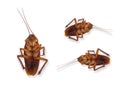 Top view of a dead cockroach isolated on white background