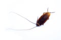 Top view dead cockroach on white background. Royalty Free Stock Photo