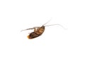 Top view a dead cockroach on white background Royalty Free Stock Photo