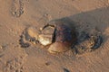 Top view dead horseshoe crab on sand beach Royalty Free Stock Photo