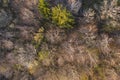 Top view of deciduous tree forest in the beginning of spring