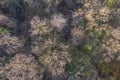 Top view of deciduous tree forest in the beginning of spring