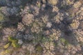 Top view of deciduous tree forest in the beginning of spring