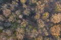 Top view of deciduous tree forest in the beginning of spring