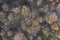 Top view of deciduous tree forest in the beginning of spring