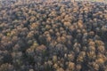 Top view of deciduous tree forest in the beginning of spring