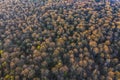 Top view of deciduous tree forest in the beginning of spring