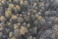 Top view of deciduous tree forest in the beginning of spring