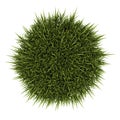 Top view of decorative grass isolated on white