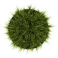 Top view of decorative grass in pot isolated on white