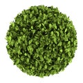 Top view of decorative round plant isolated