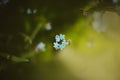 Top view of the delicate blue forget-me-nots flowers that bloomed among the green grass in the meadow on a sunny spring day Royalty Free Stock Photo