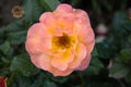 Top view of delicate pink rose flower on a background of dark green leaves Royalty Free Stock Photo