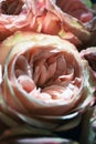 Top view of the delicate rose buds in the sun rays.selective focus. colors are white, pink, yellow Royalty Free Stock Photo