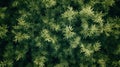 Top View Dense Bamboo Leaves Forming Natural Canopy Royalty Free Stock Photo