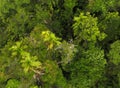 Top View of Dense Rainforest. Thick Tropical Rainforest. Green Palm Trees.