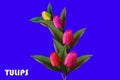 Top view, Design multicolor tulips flower and  tulips written on it isolated on blue background for design or stock photo, Royalty Free Stock Photo