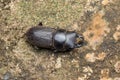 Top view of detail image of a stag beetle Royalty Free Stock Photo