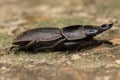 Top view of detail image of a stag beetle Royalty Free Stock Photo