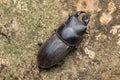 Top view of detail image of a stag beetle Royalty Free Stock Photo