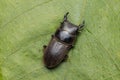 Top view of detail image of a stag beetle Royalty Free Stock Photo