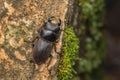 Top view of detail image of a stag beetle Royalty Free Stock Photo