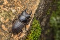 Top view of detail image of a stag beetle Royalty Free Stock Photo