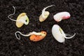 Top view of different been seeds germinating in soil