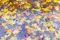 Top view of different fallen leaves in puddle during rain